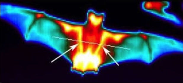 thermal-bat